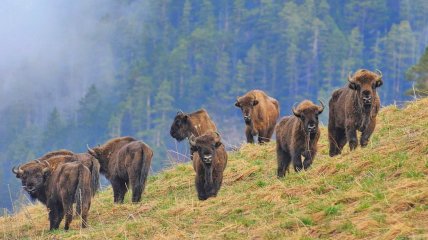 Кавказский зубр
