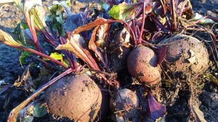Підгодовувати буряк треба з моменту посадки на грядку