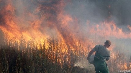 В России от жары горят леса