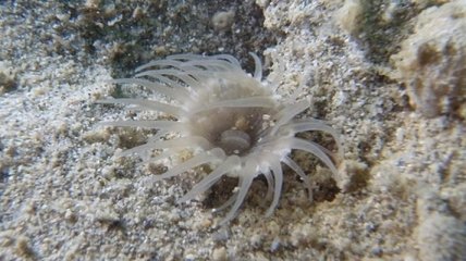 Ученые обнаружили новый вид кораллов-одиночек 