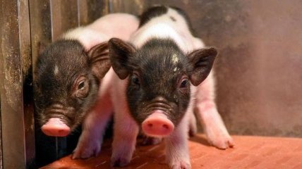 В Китае родились первые свиньи, чьи органы можно пересаживать людям