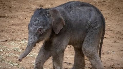 В Сети появилось милое видео развлечений слона в песочнице в киевском зоопарке
