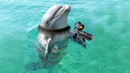 Боевые дельфины защищают ЧФ от водолазов