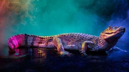 Красочная фотосессия: очаровательные крокодиловые кайманы (Фото)