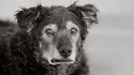 Достойная старость: трогательные снимки собак преклонного возраста (Фото)