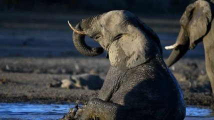 В Ботсвані знайшли причину таємничої загибелі сотень слонів