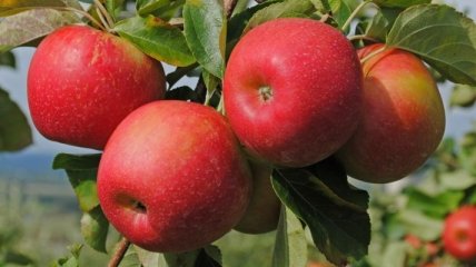 Как похудеть за 6 дней: яблочная диета