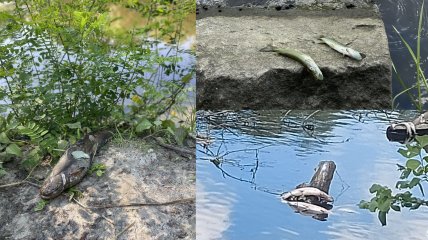 Екоцид на Полтавщині: соми та щуки викидалися з річки й помирали на кущах (фото і відео)