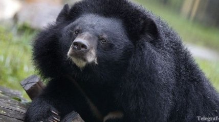 Медведь украл у американских супругов ужин