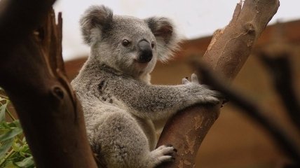 В Австралии стало возможно заночевать среди коал (Фото)