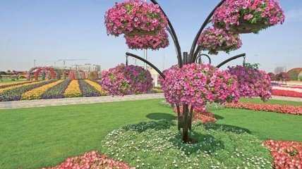 В Дубае открывают парк, состоящий из 45 млн цветов (Видео)