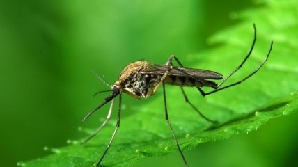 Ученые выяснили, какое насекомое переносит самые опасные вирусы