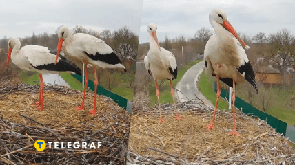 Птицы на Полтавщине