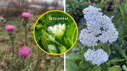 Некоторые растения из-за теплой погоды расцвели в декабре