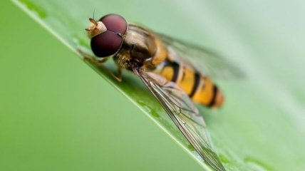 Ученые смогли расшифровать геном мухи