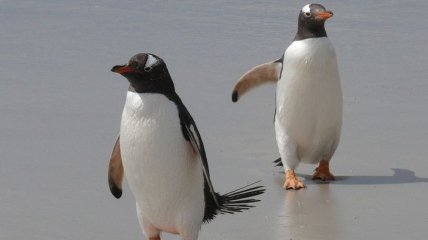 В Новой Зеландии нашли гигантского окаменелого пингвина