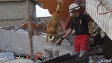 Количество жертв землетрясения в Мексике возросло до 295