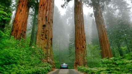 Снимки, от которых дух захватывает: величественный лес деревьев-гигантов (Фото)