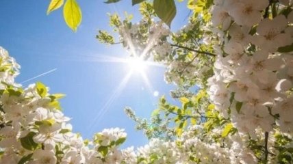 Прогноз погоды на 14-15 апреля: в Украине будет по-летнему тепло 