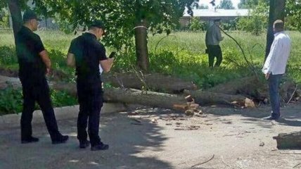 В Черкассах на школьников упало дерево, есть пострадавшие