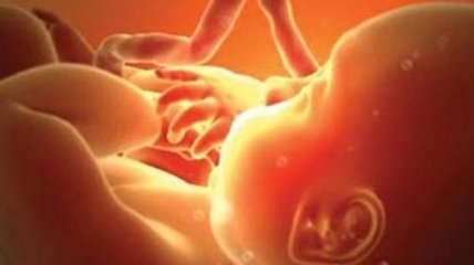 В Нидерландах намерены разрешить выращивать эмбрионы человека для опытов