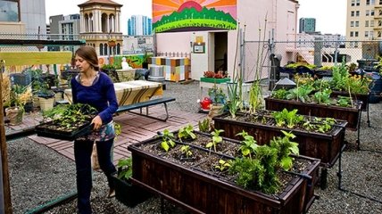 Сад-огород на крыше — теперь реальность