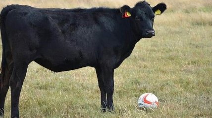 Корова нанесла травму футболисту в Шотландии