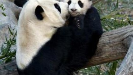 ВИДЕОпозитив: мама-панда укладывает сына спать