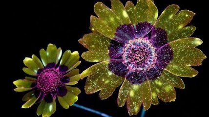 Ослепительная красота: фотограф создает волшебные снимки цветов, освещенных ультрафиолетом (Фото)