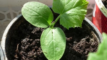 Такой рассаде позавидуют все соседи