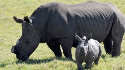 В ЮАР в этом году браконьеры убили 339 носорогов