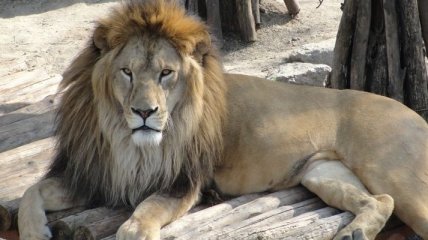 В Мариупольском зоопарке лев напал на уборщика 