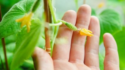 Основная причина сбрасывания завязей - дефицит калия