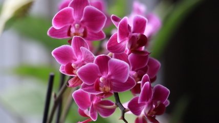 Как заставить орхидеи цвести круглый год - лайфхак