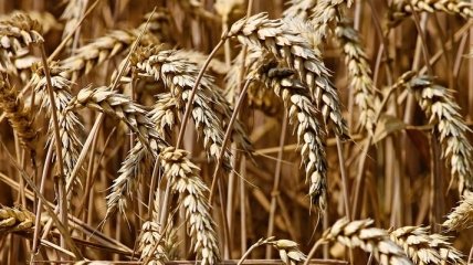 Украина - лидер экспорта пшеницы в ЕС