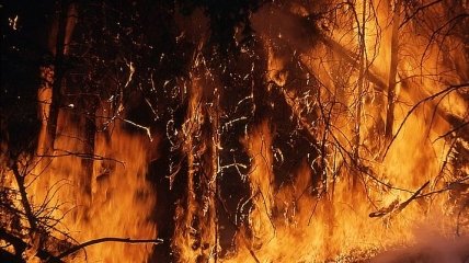 В США массовая эвакуация людей из-за лесных пожаров