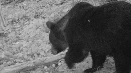 В Карпатах медведи задирают скот и банкротят пасеки: как спастись при встрече дикого зверя