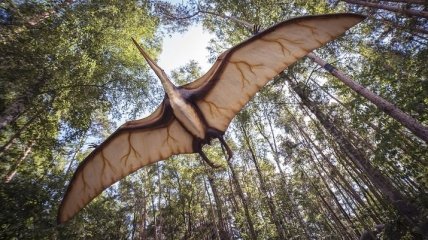 Палеонтологи восстановили вид одного из крупнейших летающих животных