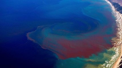 Режим ЧП объявлен во Флориде из-за красных водорослей