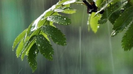 Погода в Украине 30 мая: по всей территории страны возможны дожди
