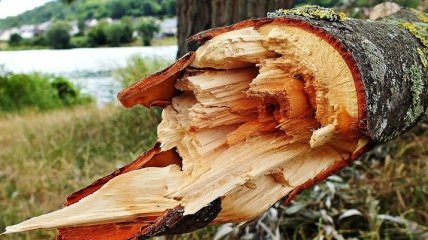 В Харькове бушует циклон "Зохан": деревья падают на людей и авто (видео)