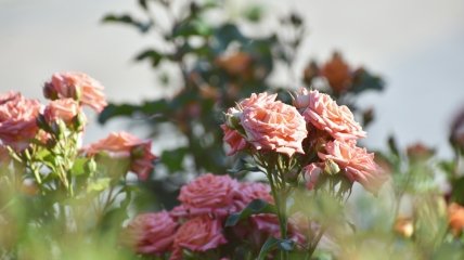 Розы требуют подкормок даже осенью