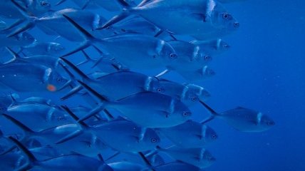 Изменение климата влияет на рыбные запасы: что ждет рыбную промышленность