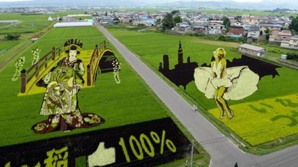 Удивительные рисунки на рисовых полях (Фото)