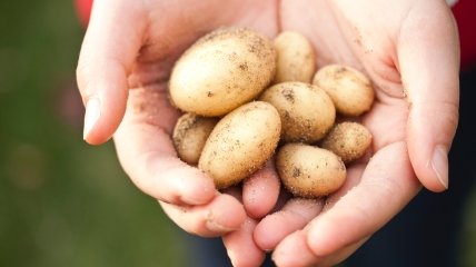 Чищення молодої картоплі — справа стомлива