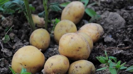 Рекорды Украины: импорт картошки превысил все показатели за годы независимости