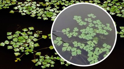 Водяний горіх росте в акваторіях Дніпра, Дністра та Дунаю