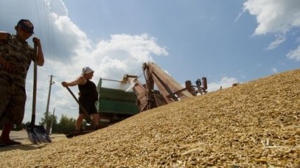 Украина может занять шестое место в мире по экспорту пшеницы