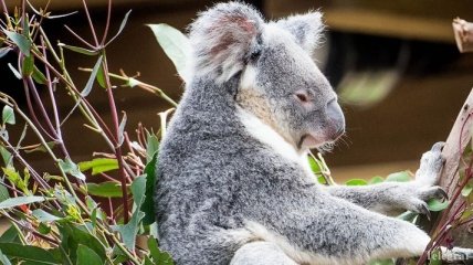 Австралийка засняла драку двух коал на дороге (Видео)