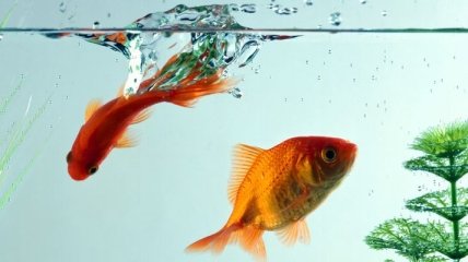 Золотые рыбки спасут от рака